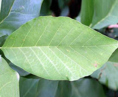 Magnolia acuminata