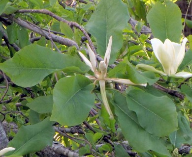 Magnolia fraseri