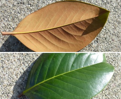 Magnolia grandiflora