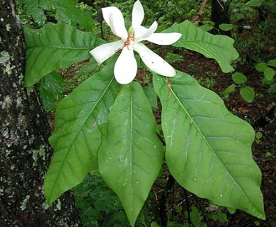 Magnolia macrophylla