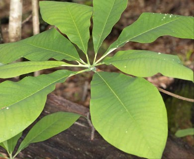 Magnolia tripetala