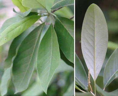 Magnolia virginiana