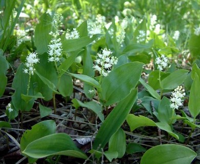 Maianthemum canadense