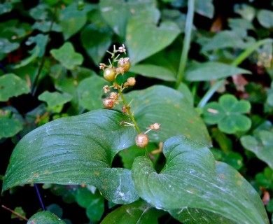 Maianthemum dilatatum