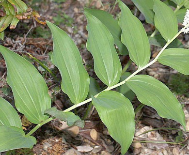 Maianthemum racemosum