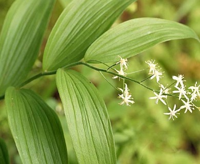 Maianthemum stellatum