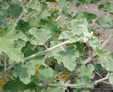 Malacothamnus enigmaticus