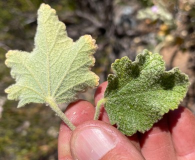 Malacothamnus foliosus