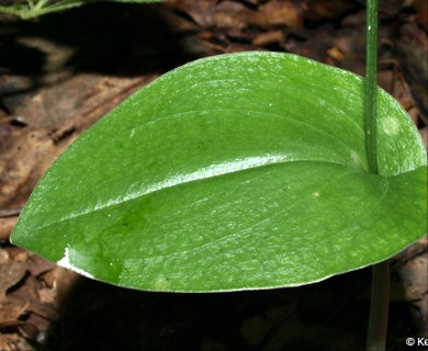 Malaxis unifolia