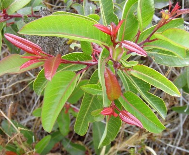 Malosma laurina