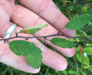 Malus angustifolia