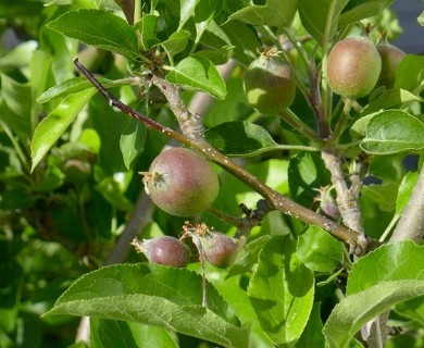 Malus domestica