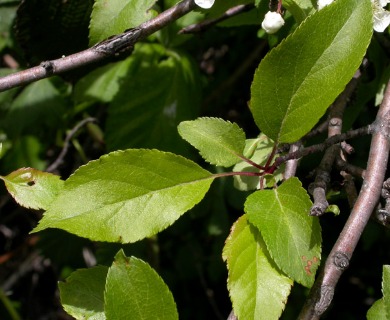 Malus fusca