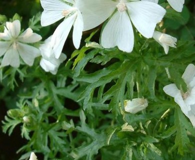 Malva moschata