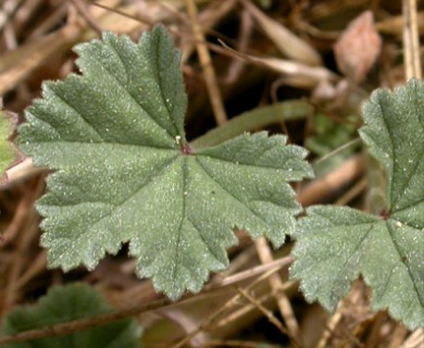 Malva neglecta