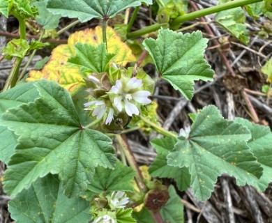 Malva parviflora