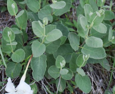 Mandevilla macrosiphon