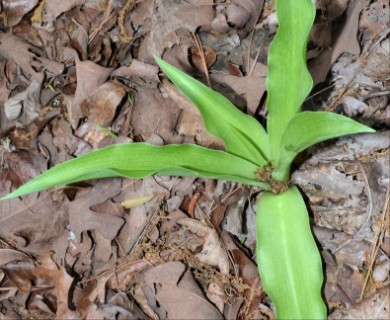 Manfreda virginica