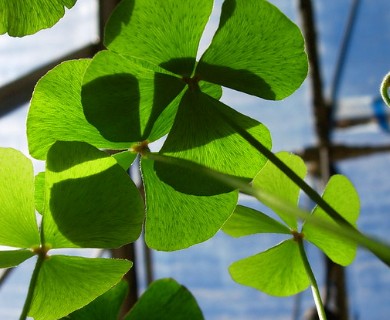 Marsilea macropoda