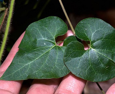 Matelea edwardsensis