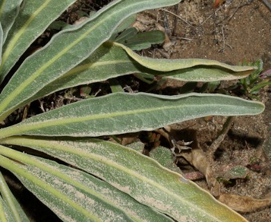 Matthiola incana