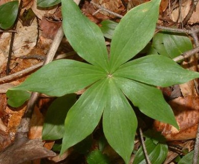 Medeola virginiana