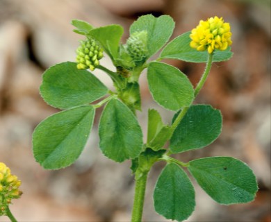 Medicago lupulina