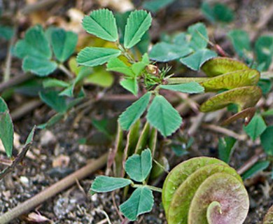 Medicago orbicularis