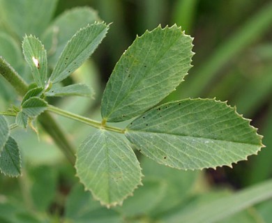 Medicago sativa