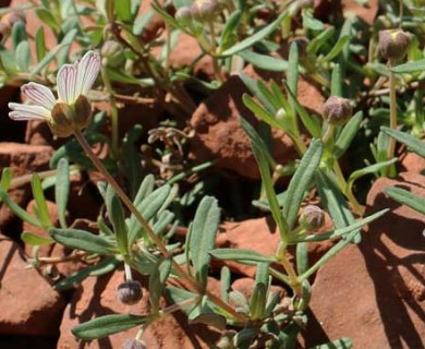 Melampodium leucanthum