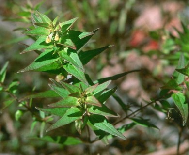 Melampyrum lineare