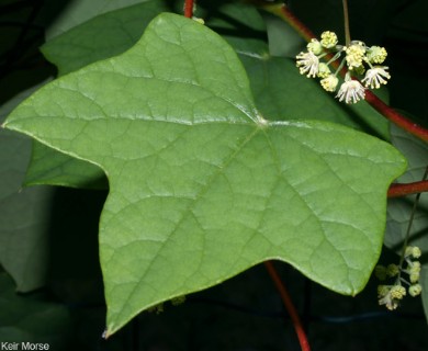 Menispermum canadense