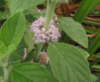 Mentha arvensis