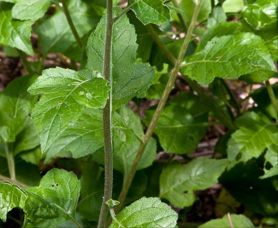 Mentzelia floridana