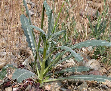 Mentzelia laevicaulis