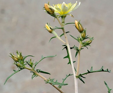 Mentzelia longiloba