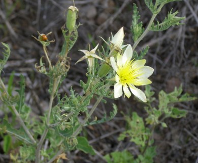 Mentzelia multiflora