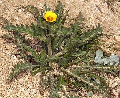 Mentzelia veatchiana