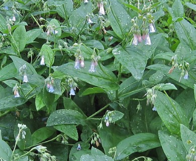 Mertensia arizonica