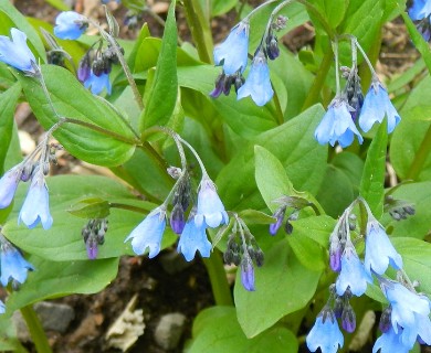 Mertensia bella