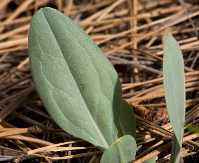 Mertensia macdougalii