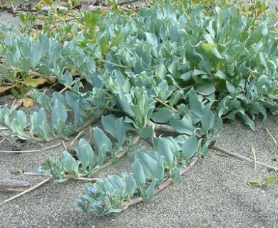 Mertensia maritima