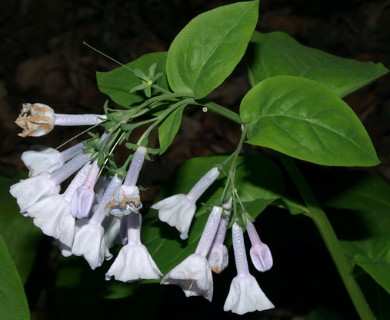 Mertensia virginica