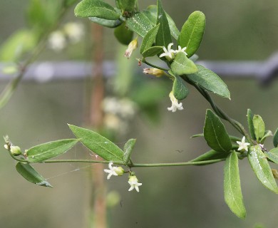 Metastelma barbigerum