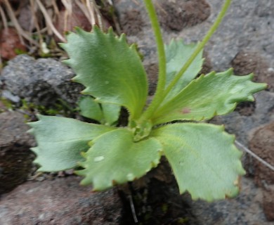 Micranthes calycina