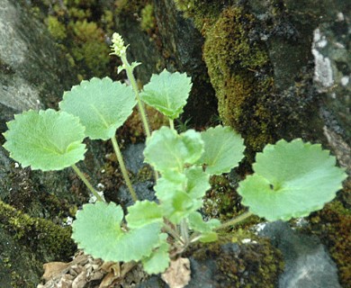 Micranthes spicata