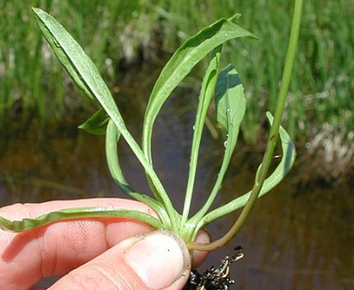 Microseris borealis