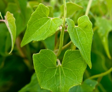 Mikania scandens