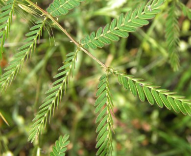 Mimosa nuttallii