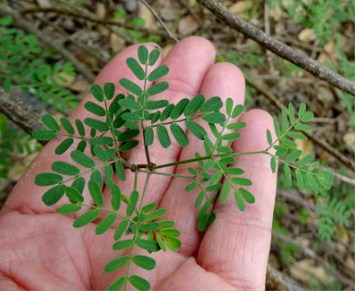 Mimosa texana